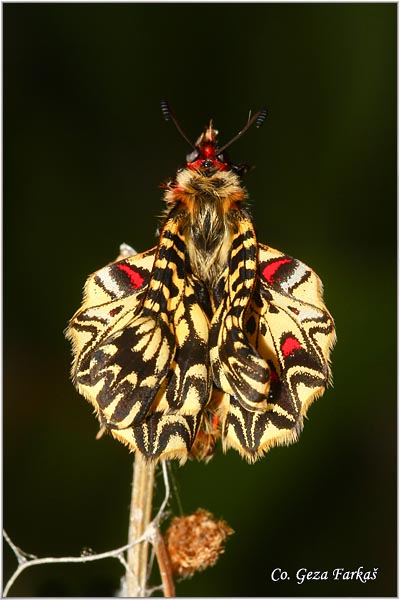 46_southern_festoon.jpg - Southern Festoon, Zerynthia polyxena, Uskrnji leptir, Location: Stara planina, Serbia