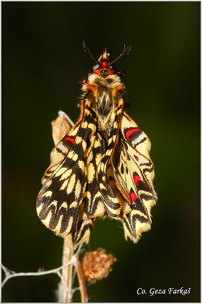 47_southern_festoon.jpg - Southern Festoon, Zerynthia polyxena, Uskrnji leptir, Location: Stara planina, Serbia