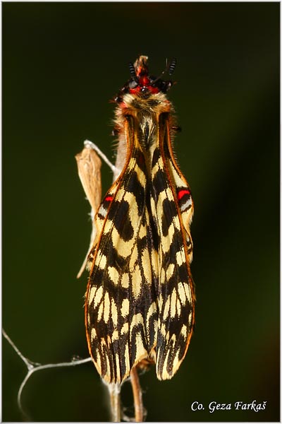 48_southern_festoon.jpg - Southern Festoon, Zerynthia polyxena, Uskrnji leptir, Location: Stara planina, Serbia