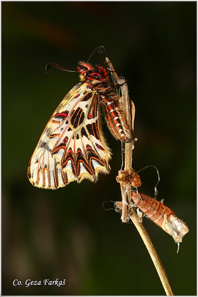 49_southern_festoon.jpg - Southern Festoon, Zerynthia polyxena, Uskrnji leptir, Location: Stara planina, Serbia