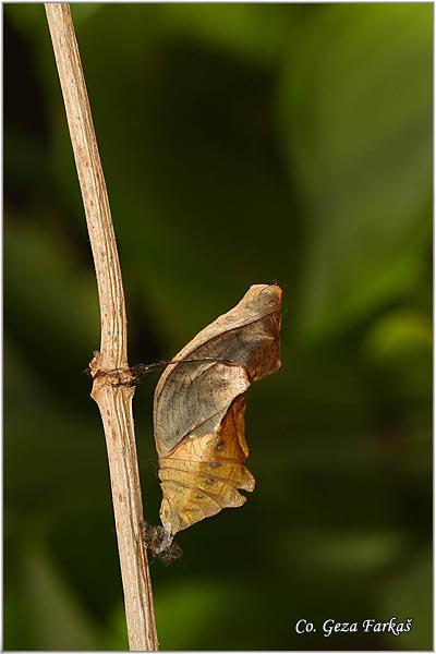50_golden_birdwing.jpg - Golden Birdwing, Troides rhadamantus, Location: Malaysia