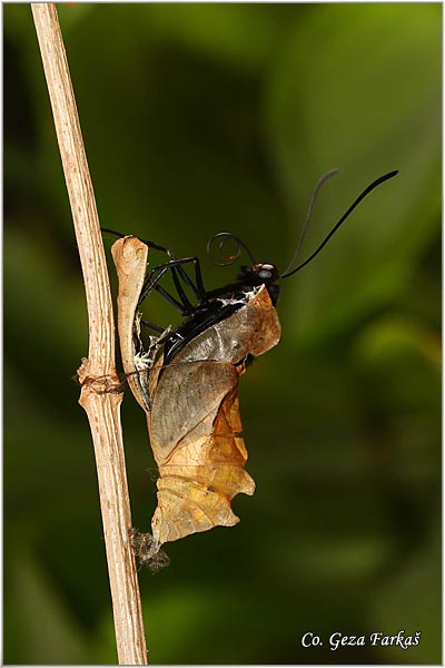 52_golden_birdwing.jpg - Golden Birdwing, Troides rhadamantus, Location: Malaysia