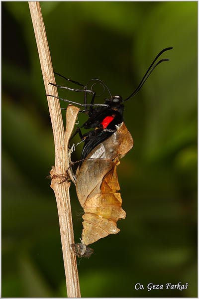 53_golden_birdwing.jpg - Golden Birdwing, Troides rhadamantus, Location: Malaysia