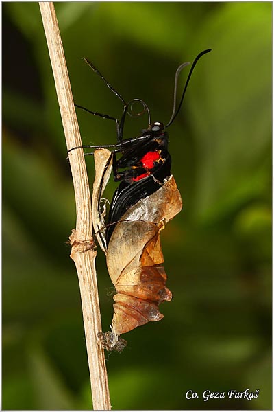 54_golden_birdwing.jpg - Golden Birdwing, Troides rhadamantus, Location: Malaysia