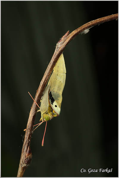 59_bergers_clouded_yellow.jpg - Berger's Clouded Yellow,  Colias alfacariensis , Brdski utaæ, Mesto - Location: Novi Sad, Serbia