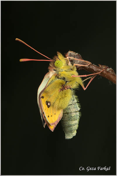 62_bergers_clouded_yellow.jpg - Berger's Clouded Yellow,  Colias alfacariensis , Brdski utaæ, Mesto - Location: Novi Sad, Serbia