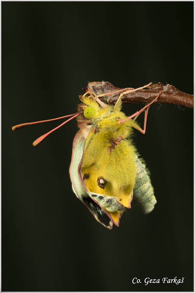 63_bergers_clouded_yellow.jpg - Berger's Clouded Yellow,  Colias alfacariensis , Brdski utaæ, Mesto - Location: Novi Sad, Serbia