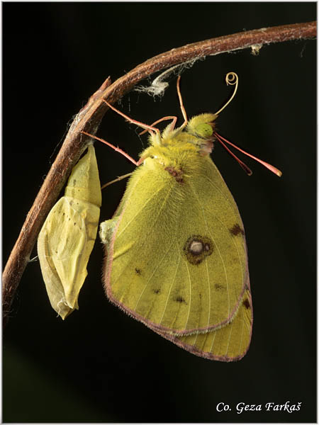 67_bergers_clouded_yellow.jpg - Berger's Clouded Yellow,  Colias alfacariensis , Brdski utaæ, Mesto - Location: Novi Sad, Serbia