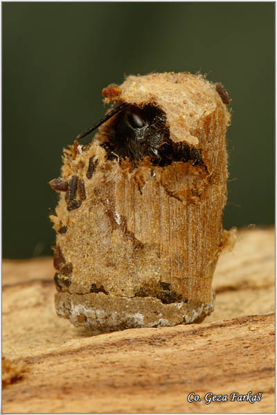 80_osmia_cornuta.jpg - Osmia cornuta, Location: Novi Sad, Serbia