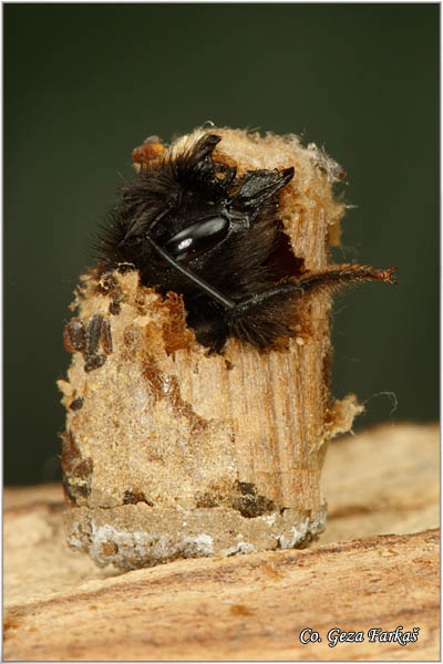 81_osmia_cornuta.jpg - Osmia cornuta, Location: Novi Sad, Serbia