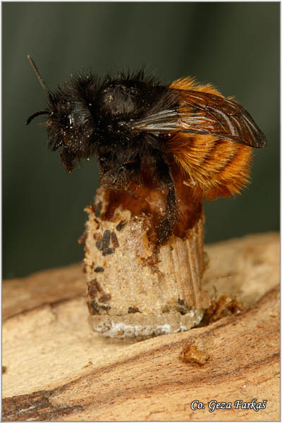 82_osmia_cornuta.jpg - Osmia cornuta, Location: Novi Sad, Serbia