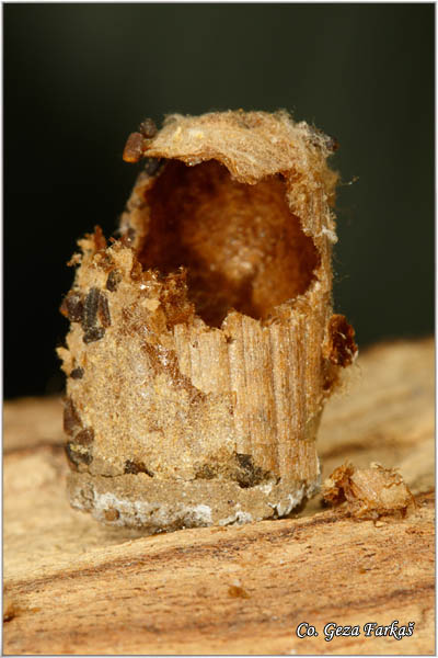 83_osmia_cornuta.jpg - Osmia cornuta, Location: Novi Sad, Serbia