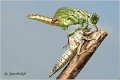 16_river_clubtail