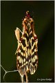 48_southern_festoon