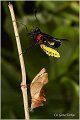 55_golden_birdwing