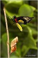 56_golden_birdwing