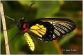 57_golden_birdwing