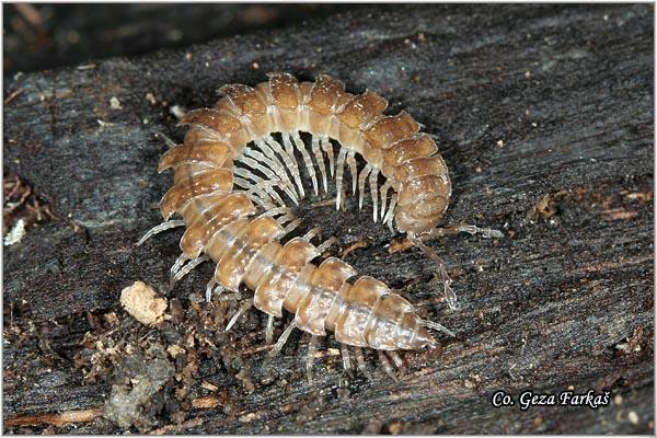 01_polydesmus_complanatus.jpg - Polydesmus complanatus, Mesto - Location: Fruška Gora, Serbia