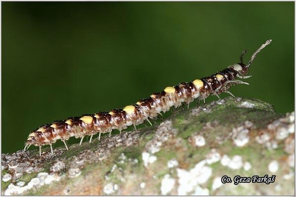 02_polydesmus_complanatus.jpg - Polydesmus collaris, Mesto - Location: Fruška Gora, Serbia