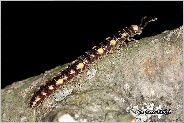 03_polydesmus_complanatus.jpg - Polydesmus collaris, Mesto - Location: Fruška Gora, Serbia