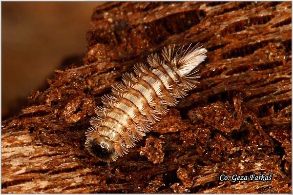 05_polixenus_largus.jpg - Polixenus largus, Mesto - Location: Fruška Gora, Serbia