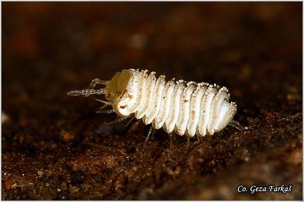 09_trachysphaera_costata.jpg - Trachysphaera costata, Mesto - Location: Fruška Gora, Serbia