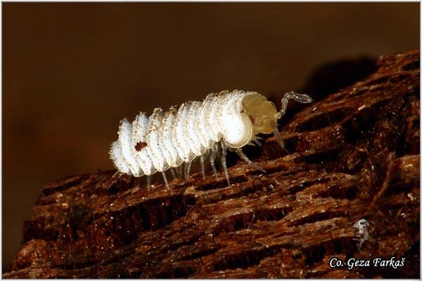 10_trachysphaera_costata.jpg - Trachysphaera costata, Mesto - Location: Fruška Gora, Serbia