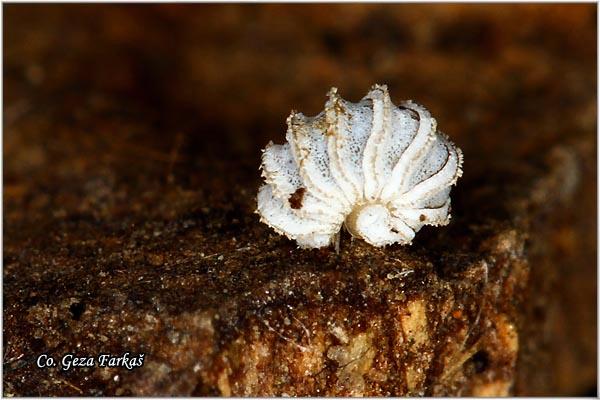 11_trachysphaera_costata.jpg - Trachysphaera costata, Mesto - Location: Fruška Gora, Serbia