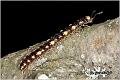 03_polydesmus_complanatus