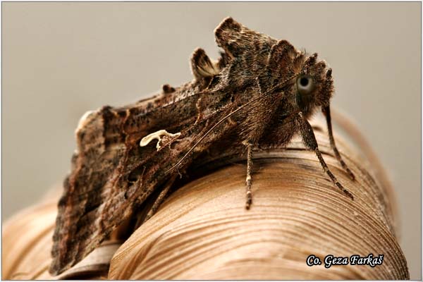 01_silver_y.jpg - Silver Y moth, Autographa gamma