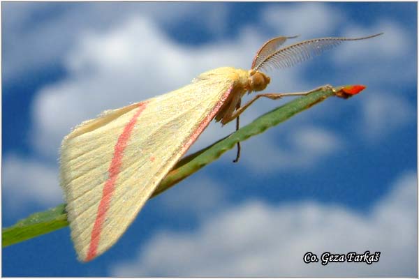 03_the_vestal.jpg - The Vestal, Rhodometra sacraria