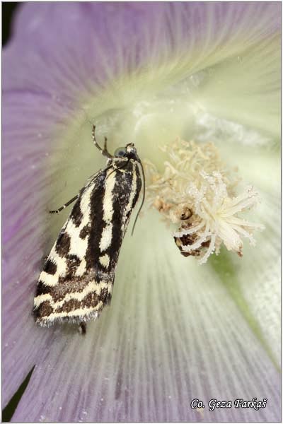 05_spotted_sulphur.jpg - Spotted Sulphur, Acontia trabealis