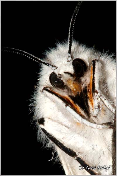 06_water_ermine.jpg - Water Ermine, Spilosoma urticae