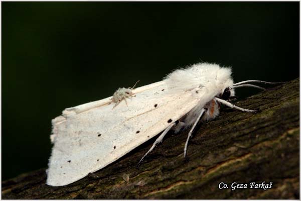 07_water_ermine.jpg - Water Ermine, Spilosoma urticae