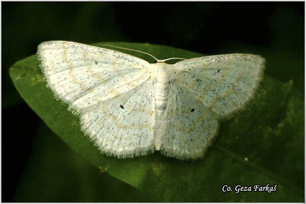 08_lewes_wave.jpg - Lewes Wave, Scopula caricaria, Mesto - Location: FruÅ¡ka Gora, Serbia