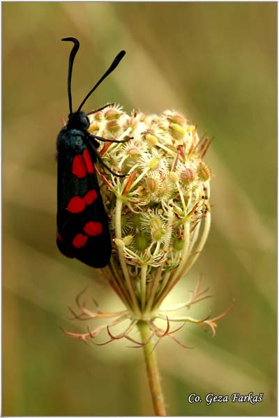 12_six-spot_burnet.jpg - Six-spot Burnet, Zygaena filipendulae