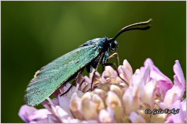 13_forester_moth.jpg - Forester moth, Adscita statices, Family Zygaenidae