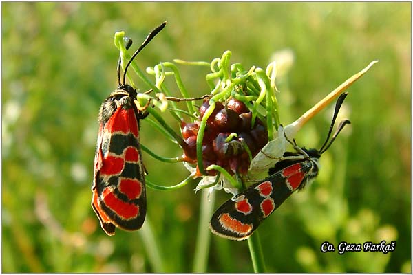 14_zygaena_carniolica.jpg - Zygaena Carniolica, Family Zygaenidae