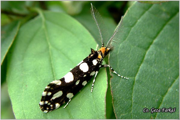 15_tineid_moth.jpg - Tineid moth, Euplocamus anthracinalis
