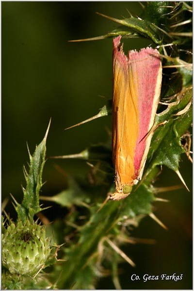 19_oncocera_semirubella.jpg - Oncocera Semirubella