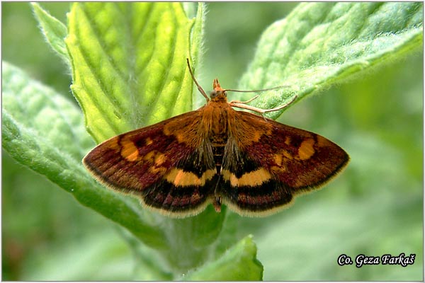 21_mint_moth.jpg - Mint moth, Pyrausta aurata