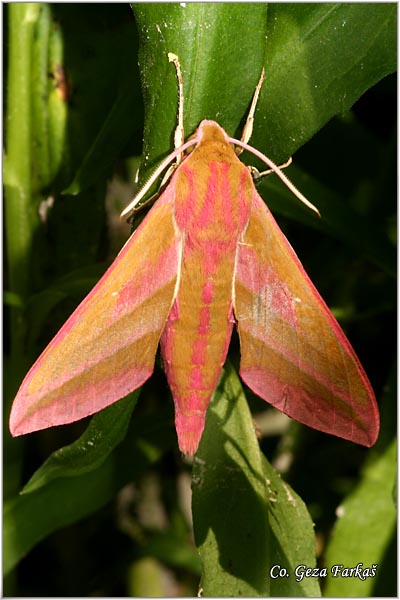 26_elephant_hawk-moth.jpg - Elephant hawk-moth, Deilephila elpenor