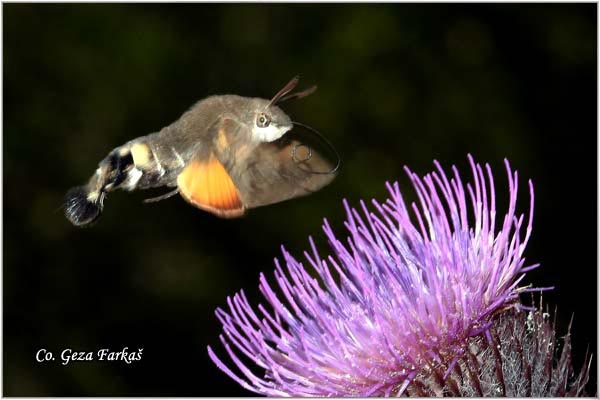 27_hummingbird_hawk.jpg - Hummingbird Hawk-moth, Macroglossum stellatarum, Kolibric, Location: Fruska gora, Serbia