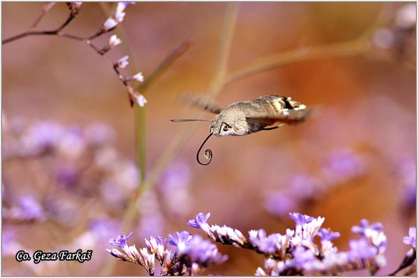 29_hummingbird_hawk.jpg - Hummingbird Hawk-moth, Macroglossum stellatarum, Kolibric, Location: ,Skhiatos, Grece