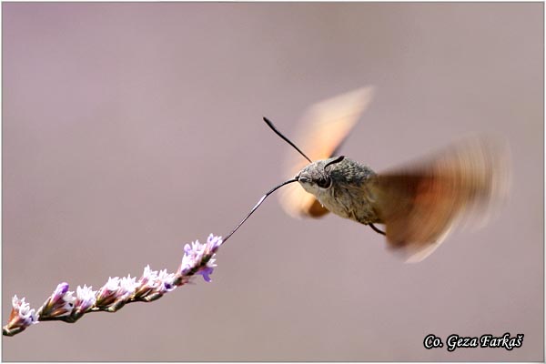 30_hummingbird_hawk.jpg - Hummingbird Hawk-moth, Macroglossum stellatarum, Kolibric, Location: ,Skhiatos, Grece