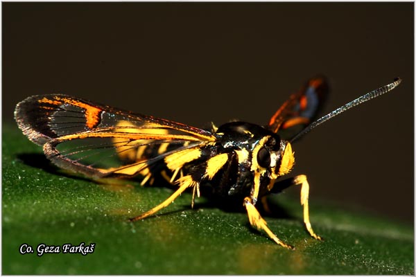 32_yellow-legged_clearwing.jpg - Yellow-legged Clearwing, Synanthedon vespiformis