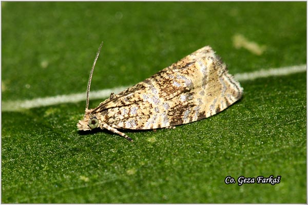 34_celypha_lacunana.jpg - Celypha lacunana, Location: Fruska gora, Serbia