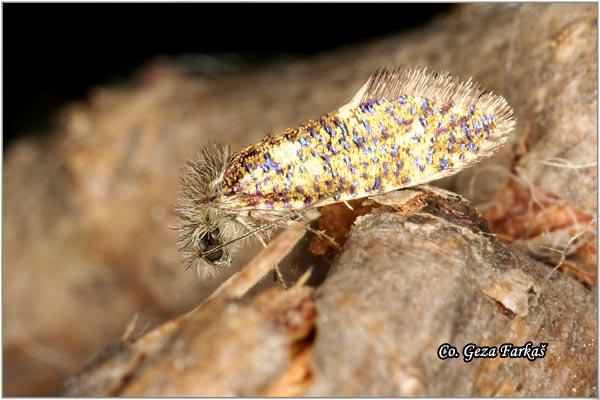 35_eriocrania_sparrmannella.jpg - Eriocrania sparrmannella, Location: Backa Palanka, Serbia