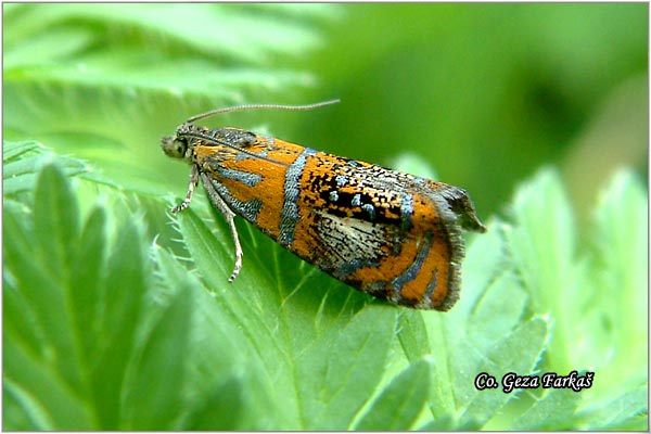 36_olethreutes_arcuella.jpg - Olethreutes arcuella, Location: Backa Palanka, Serbia