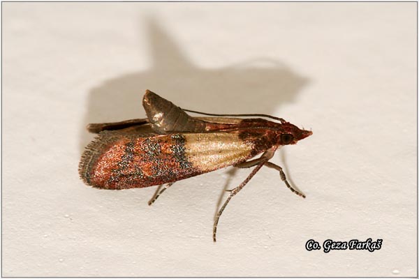 37_indian_meal_moth.jpg - Indian meal moth, Plodia interpunctella, Location: Novi Sad, Serbia